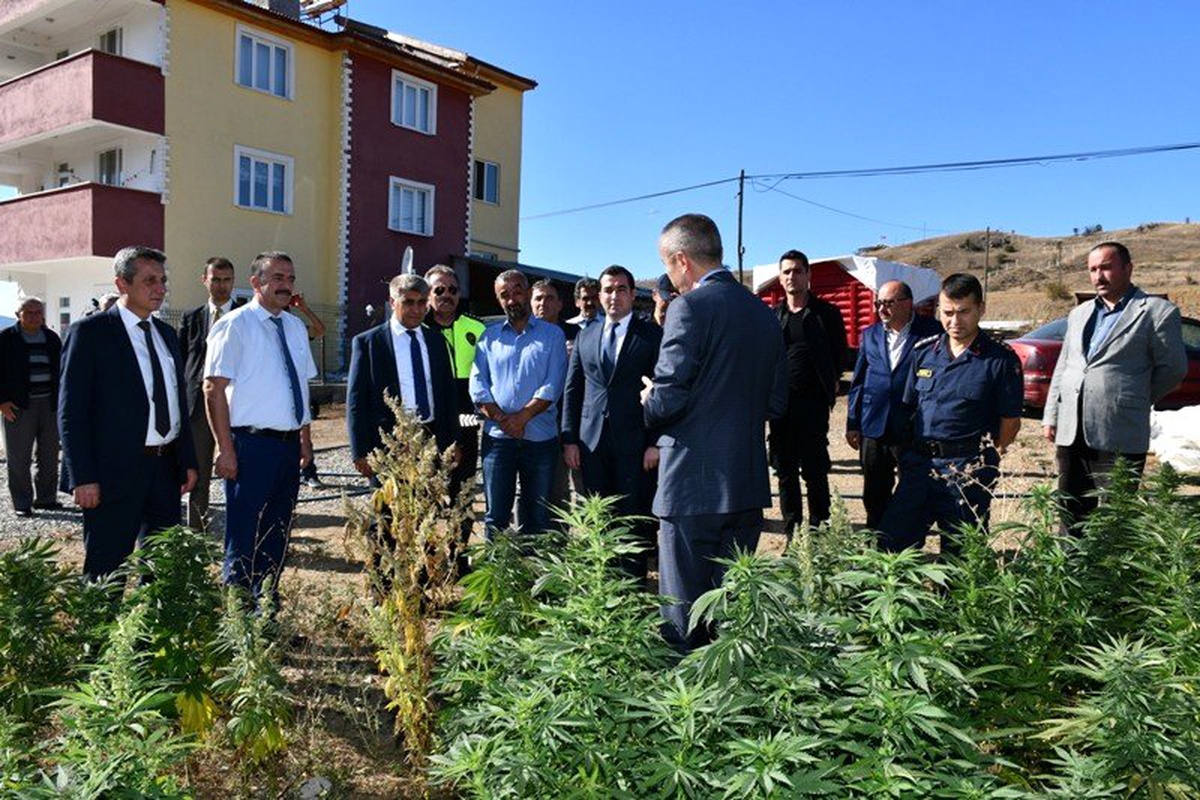 Vali Gürel,Kenevir tarlasında incelemede bulundu