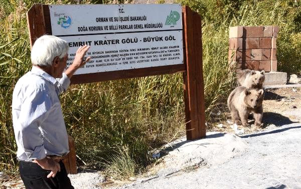 Yavru ayılar, piknikçilerin ilgi odağı