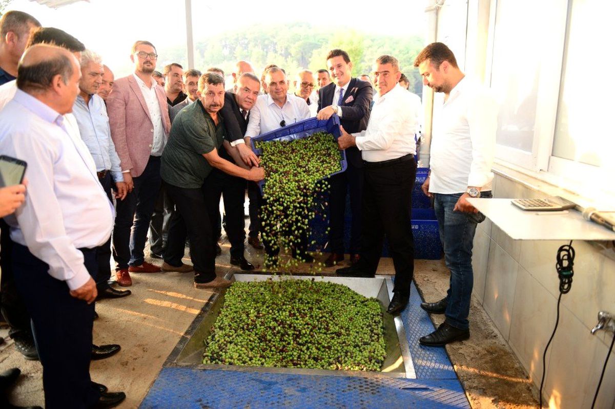 Zeytinyağı fabrikasında sezon açılışı