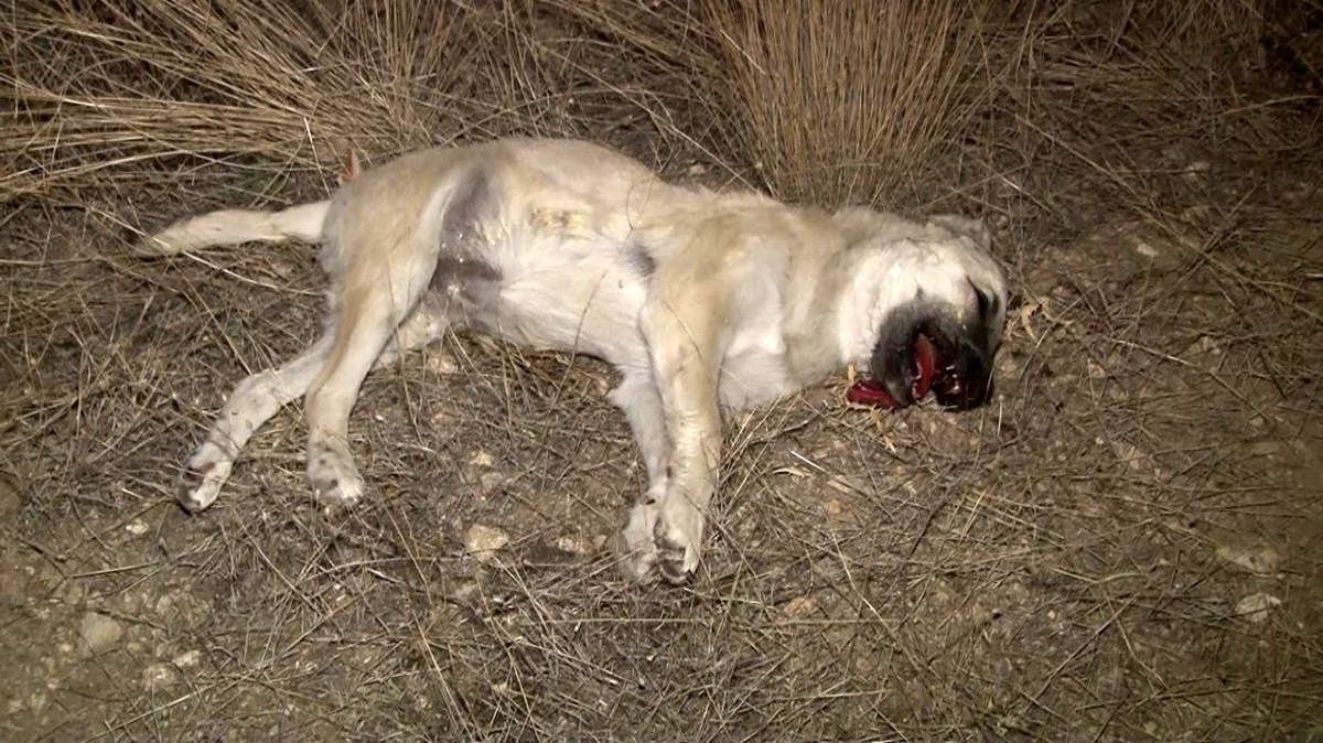 Başkentte \'iki köpek zehirli sosislerle öldürüldü\' iddiası