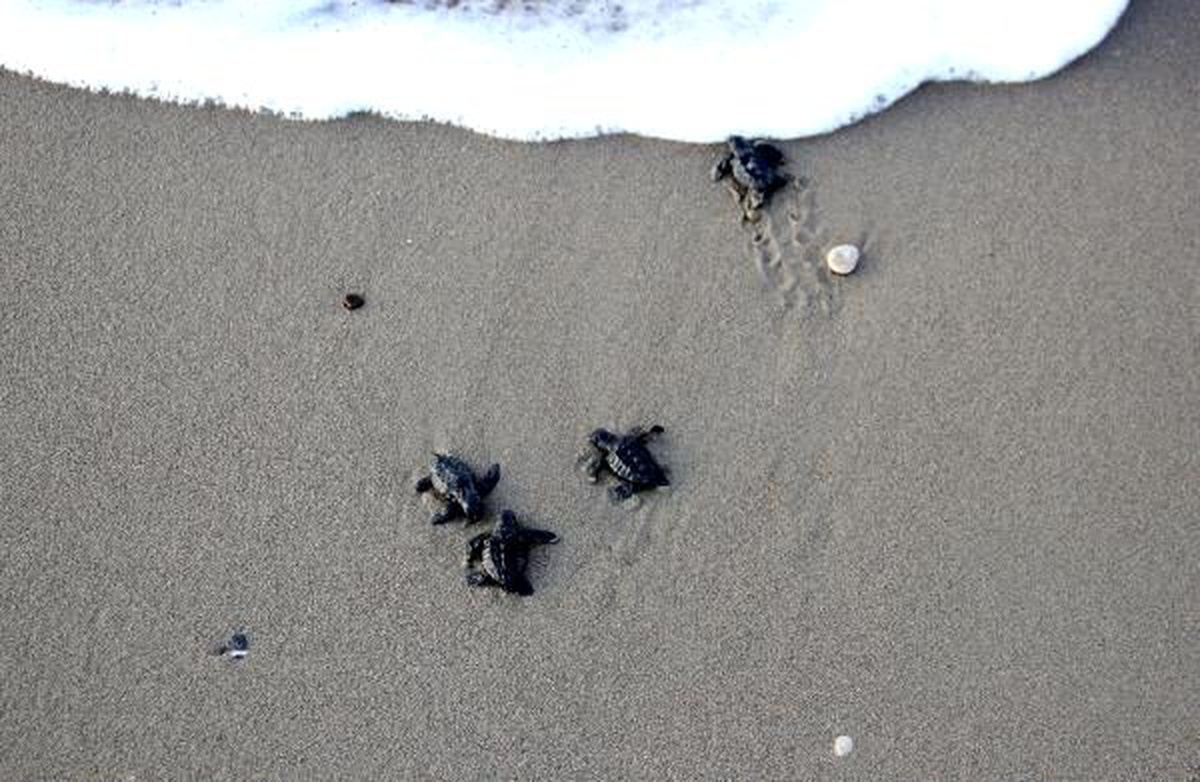 Belek\'te 70 bin yavru caretta caretta denizle buluştu