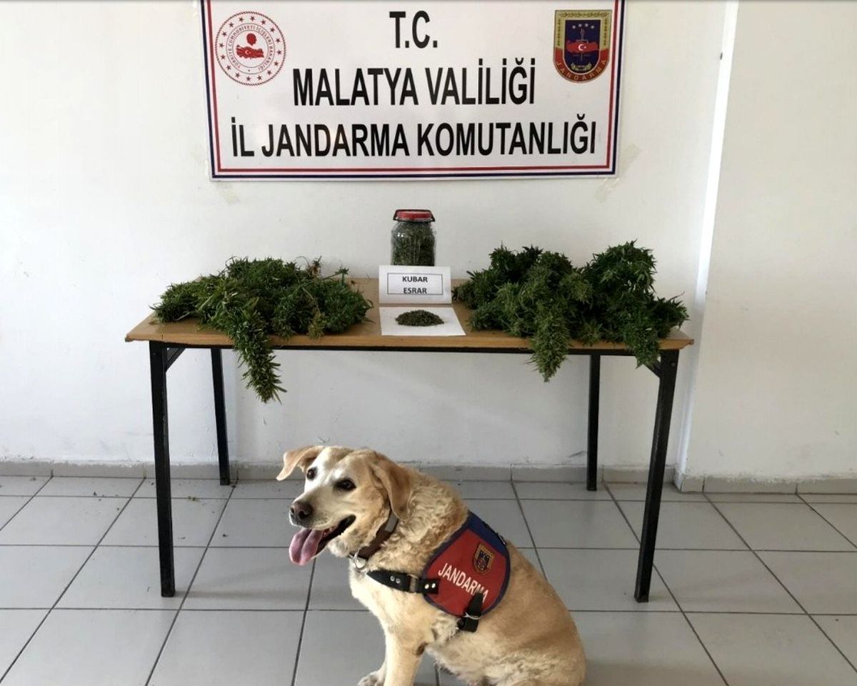 Esrar ve kenevir ele geçirildi