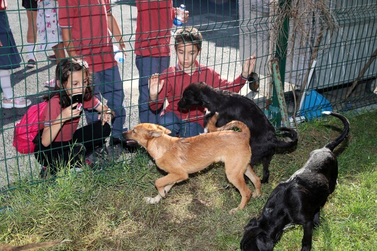 Gaziosmanpaşa\'da çocuklar hayvan barınağını gezip, mama dağıttı