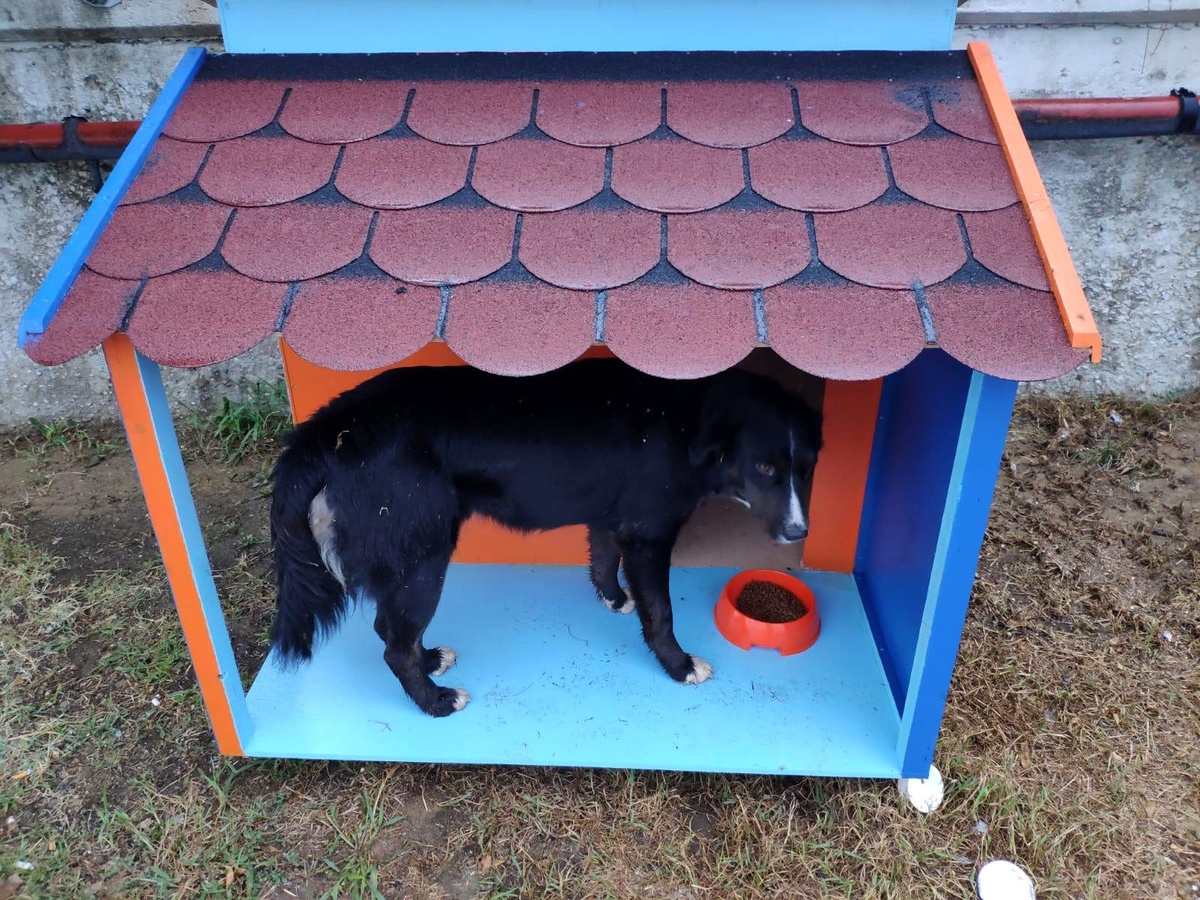 İDO terminallerine kedi ve köpek evleri