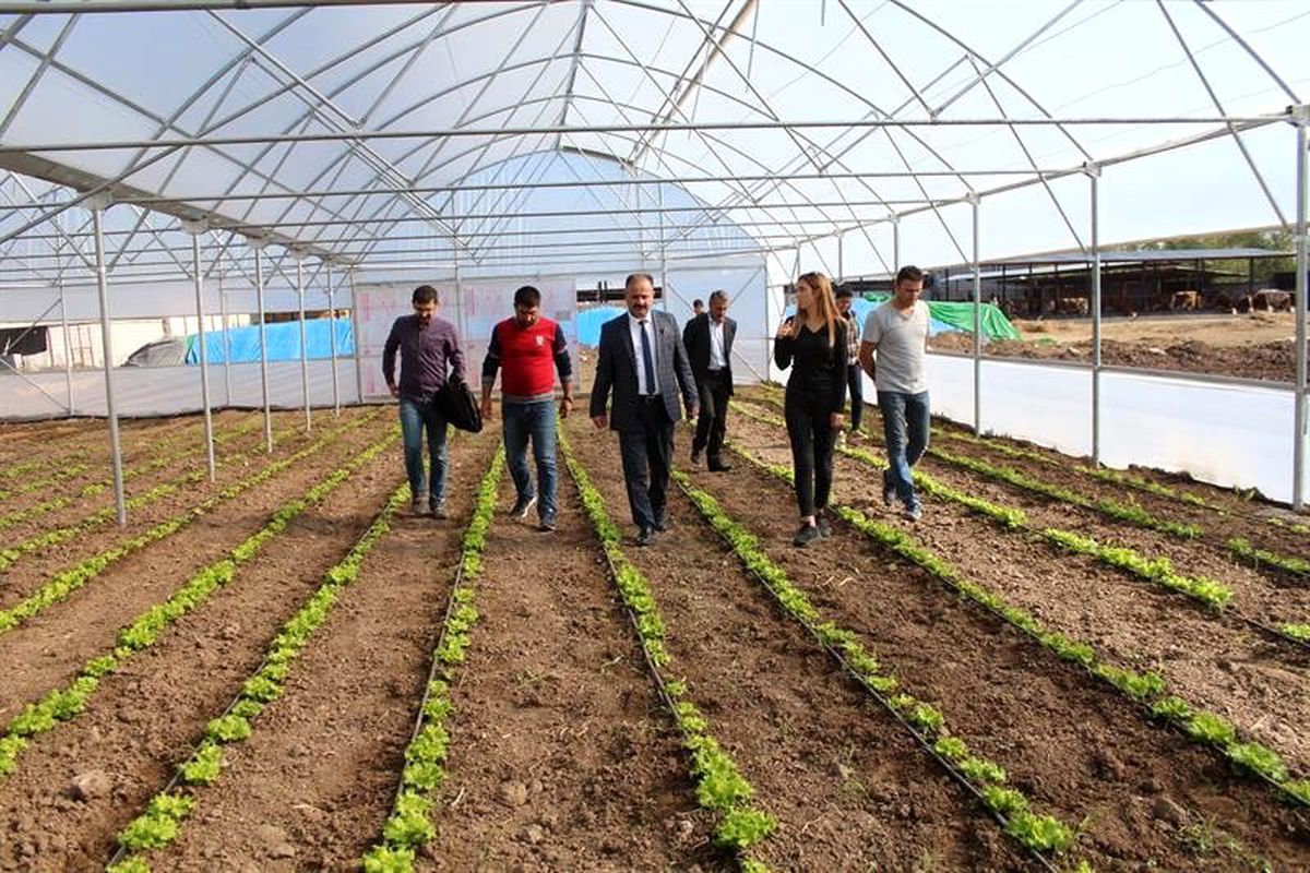 Iğdır\'da yeni kurulan seralar ziyaret edildi