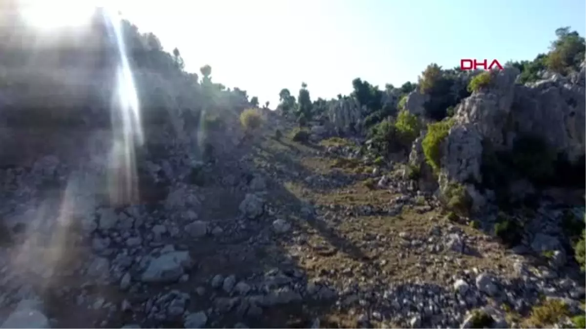 Kahramanmaraş sırtlarında 4 kilometre taşıdıkları defneler, abd\'ye ihraç ediliyor -