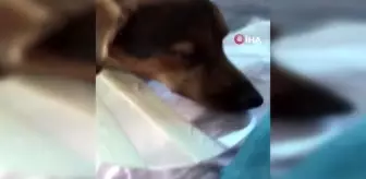 Köpeği ameliyat olan kadına belediyeden bir gün refakat izni