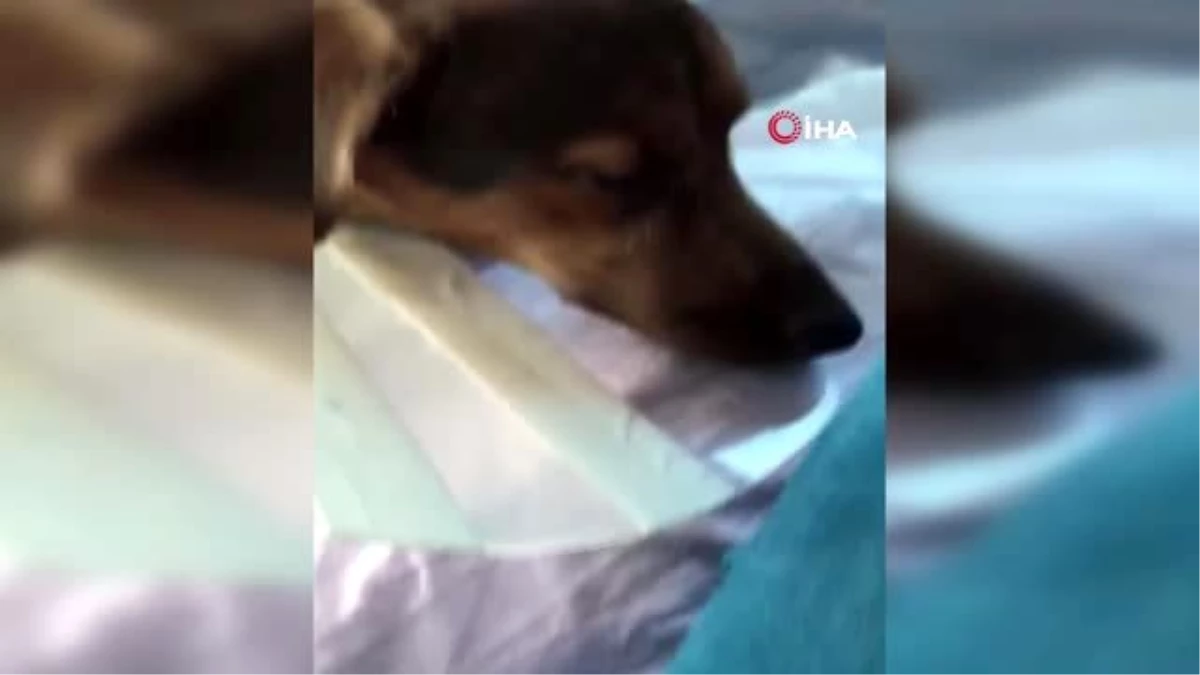 Köpeği ameliyat olan kadına belediyeden bir gün refakat izni