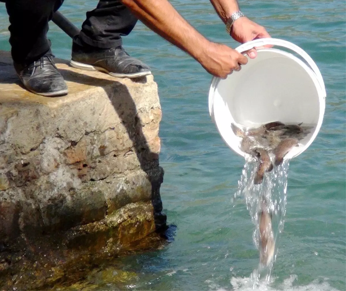 Lahos balıkları Gökova Körfezi ile buluştu