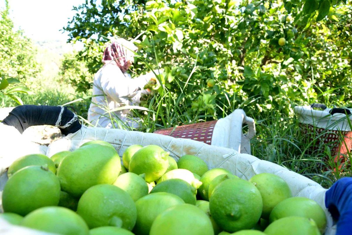 Muğla\'da hasat zamanı