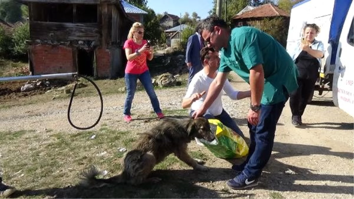 Sinop\'ta yaylada ölüme terk edilen köpekler kurtarıldı