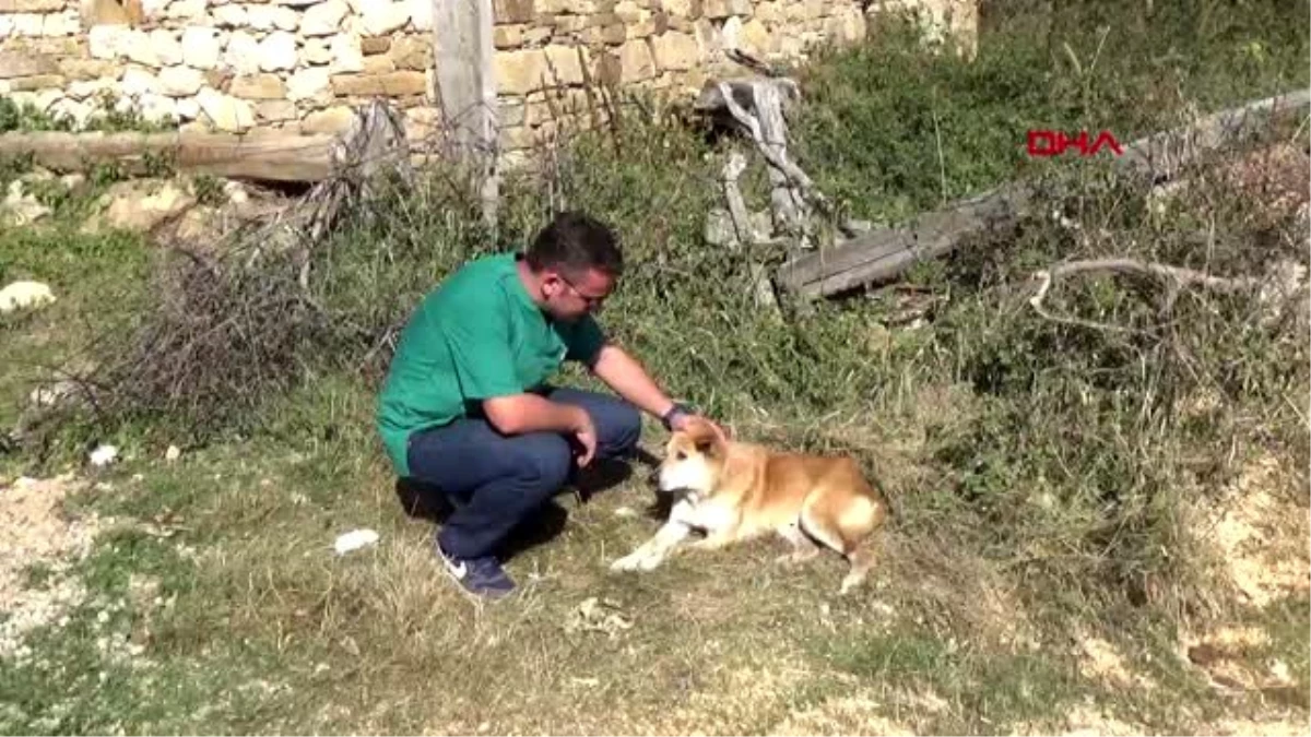 Sinop\'ta yaylada ölüme terk edilen köpekler kurtarıldı