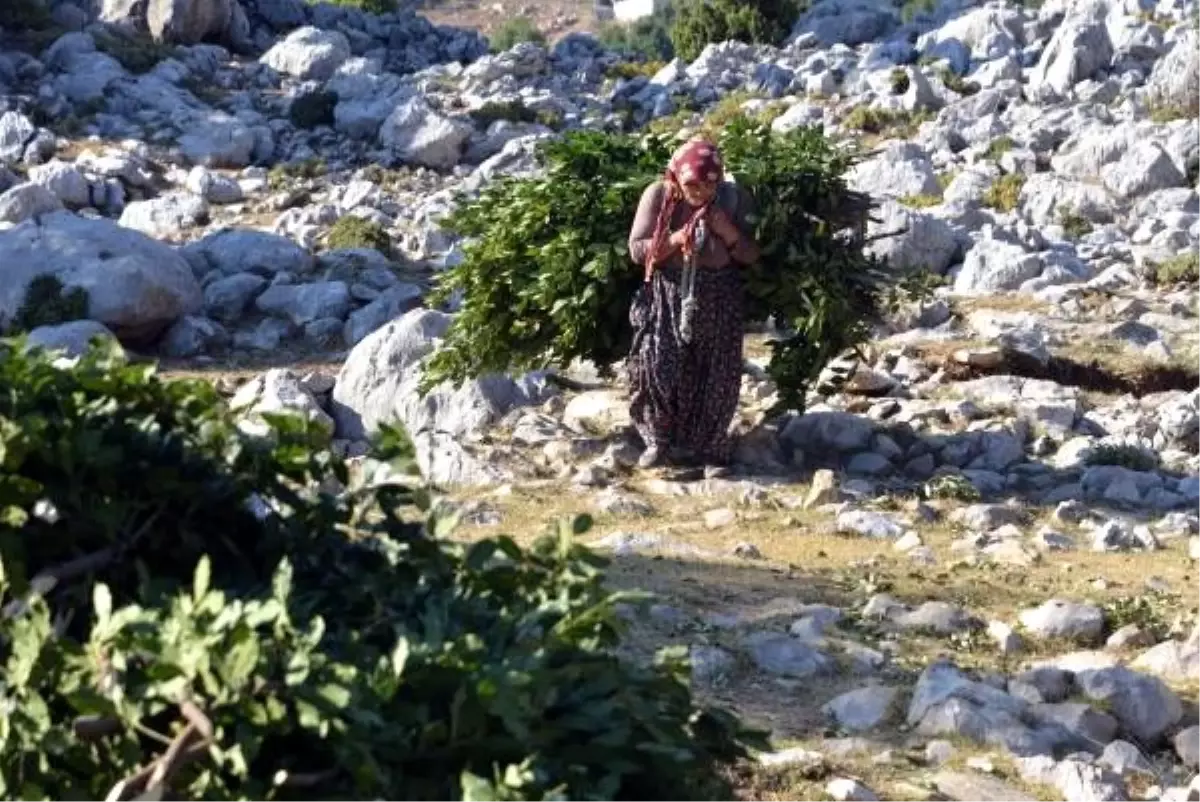 Sırtlarında 4 kilometre taşıdıkları defneler, abd\'ye ihraç ediliyor