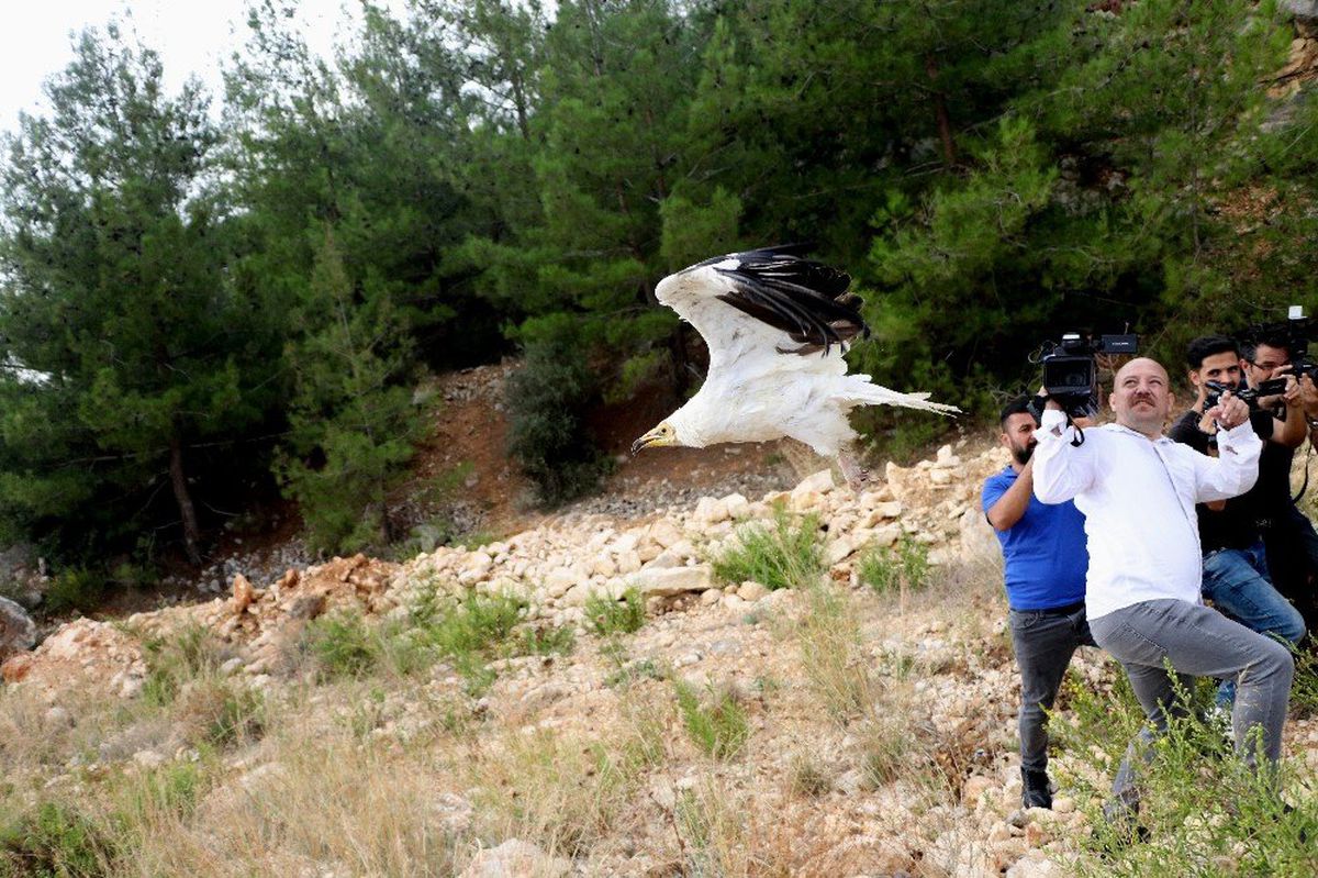 Tedavi edilen kanatlı hayvanlar doğaya salındı