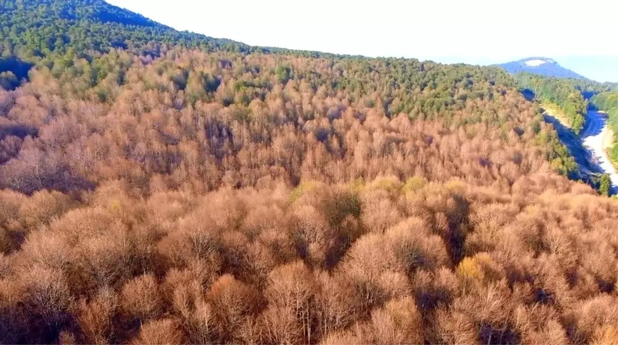 Tırtıllara hava harekâtı