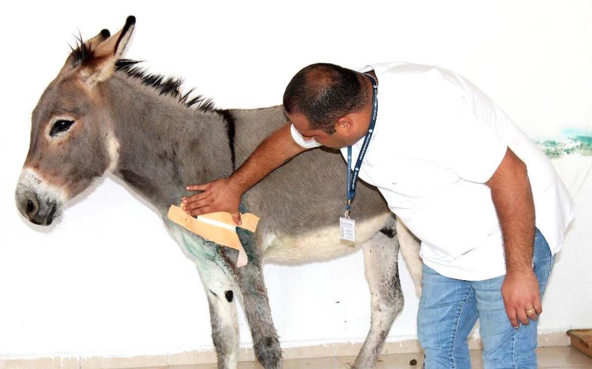 Tüfekle vurulan eşek bakım evinin maskotu olacak