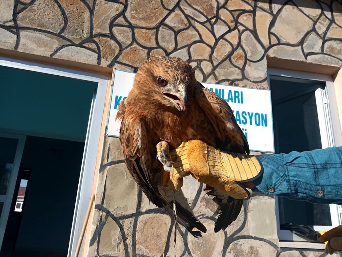 Yaralı Kızıl Şahin ve Kerkenez tedavi altına alındı