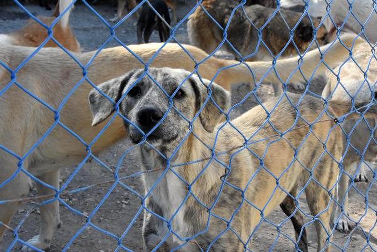 Yazlıkçılar her yıl onlarca köpeği sokağa bırakıyor