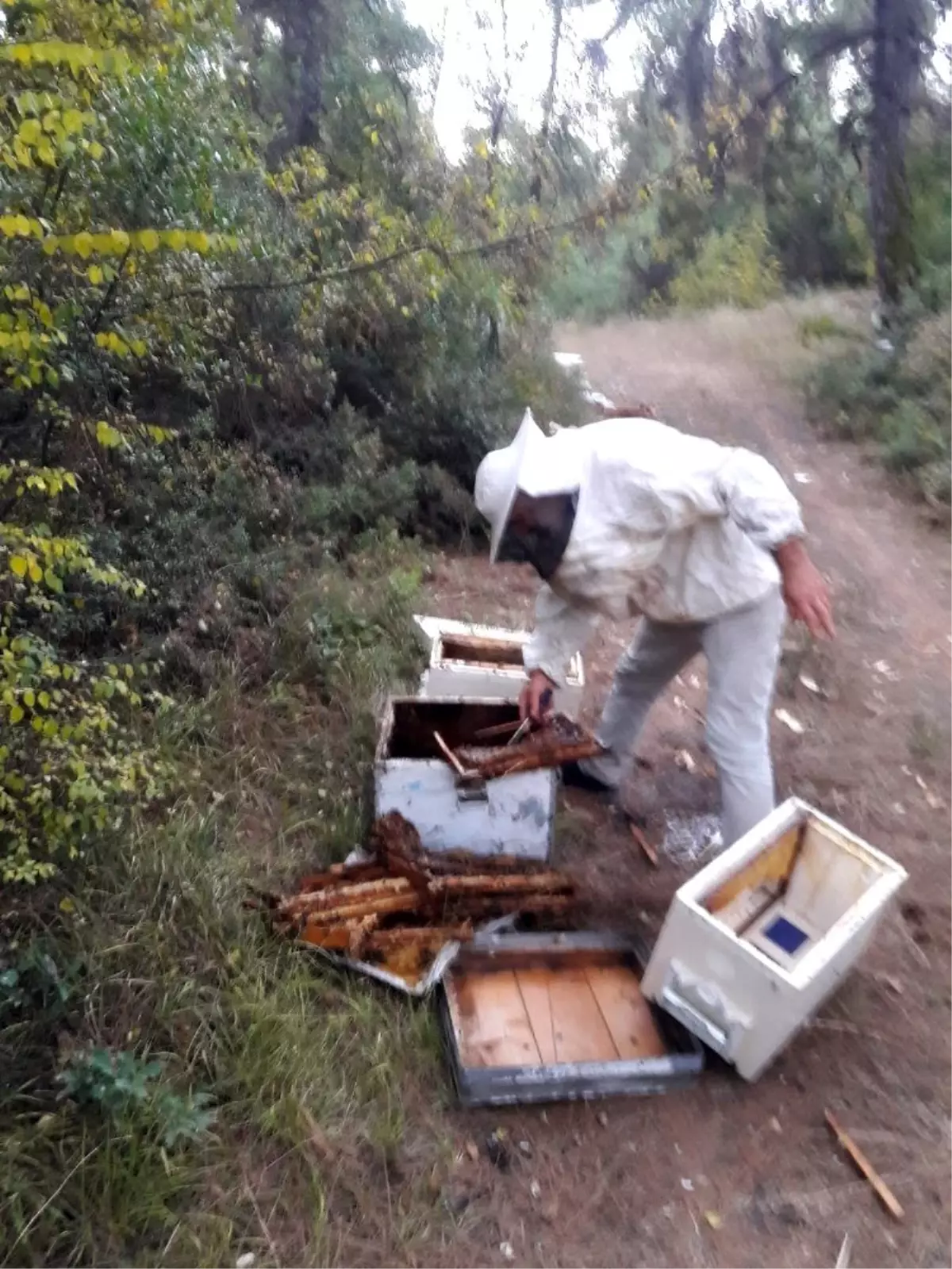 Aç kalan ayılar kovanlara saldırdı