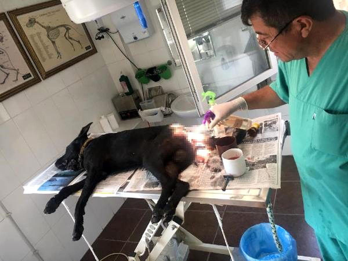 Av tüfeğiyle vurulan sokak köpeği öldü