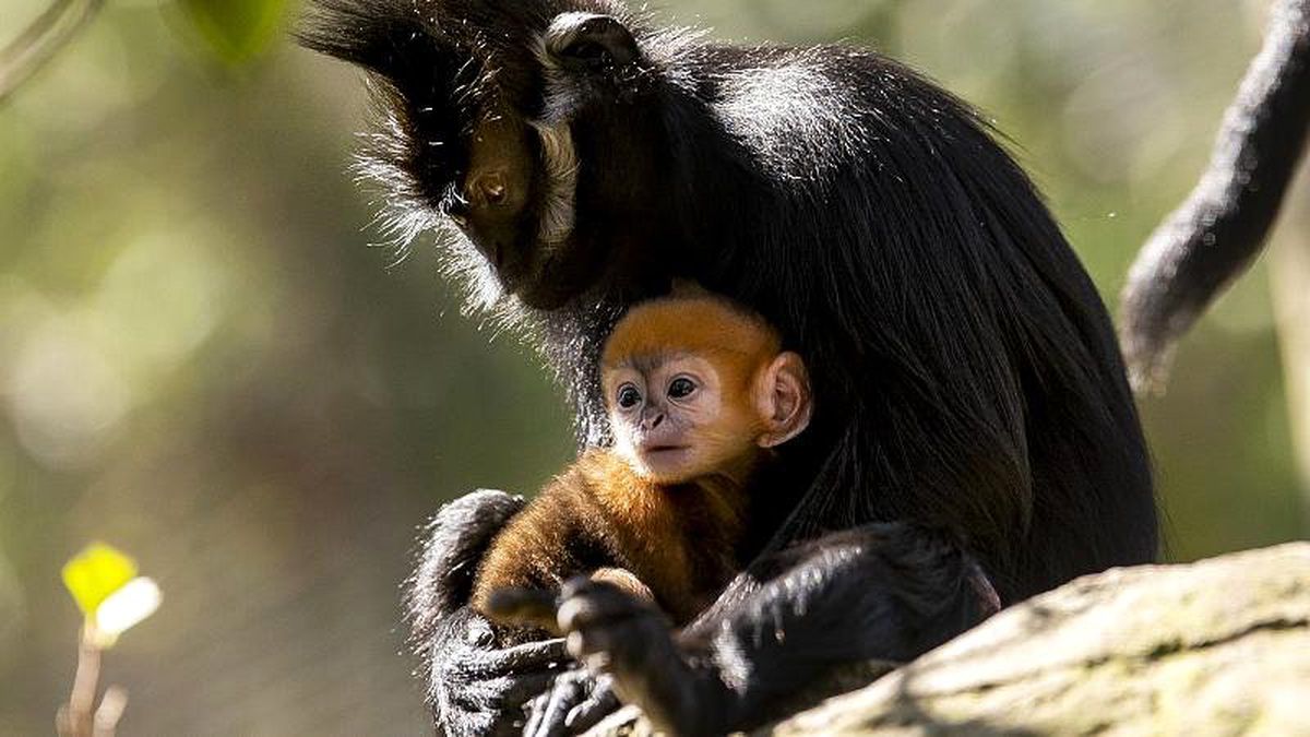 Avustralya\'da bir hayvanat bahçesinde soyu tükenmekte olan Langur cinsi bir kızıl maymun doğdu