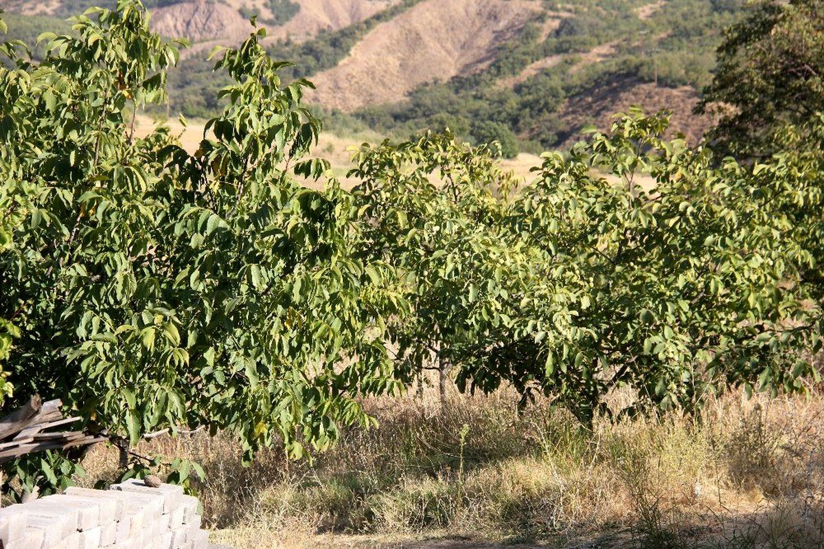 Bingöl\'de ceviz hasadı başladı, çiftçinin yüzü güldü