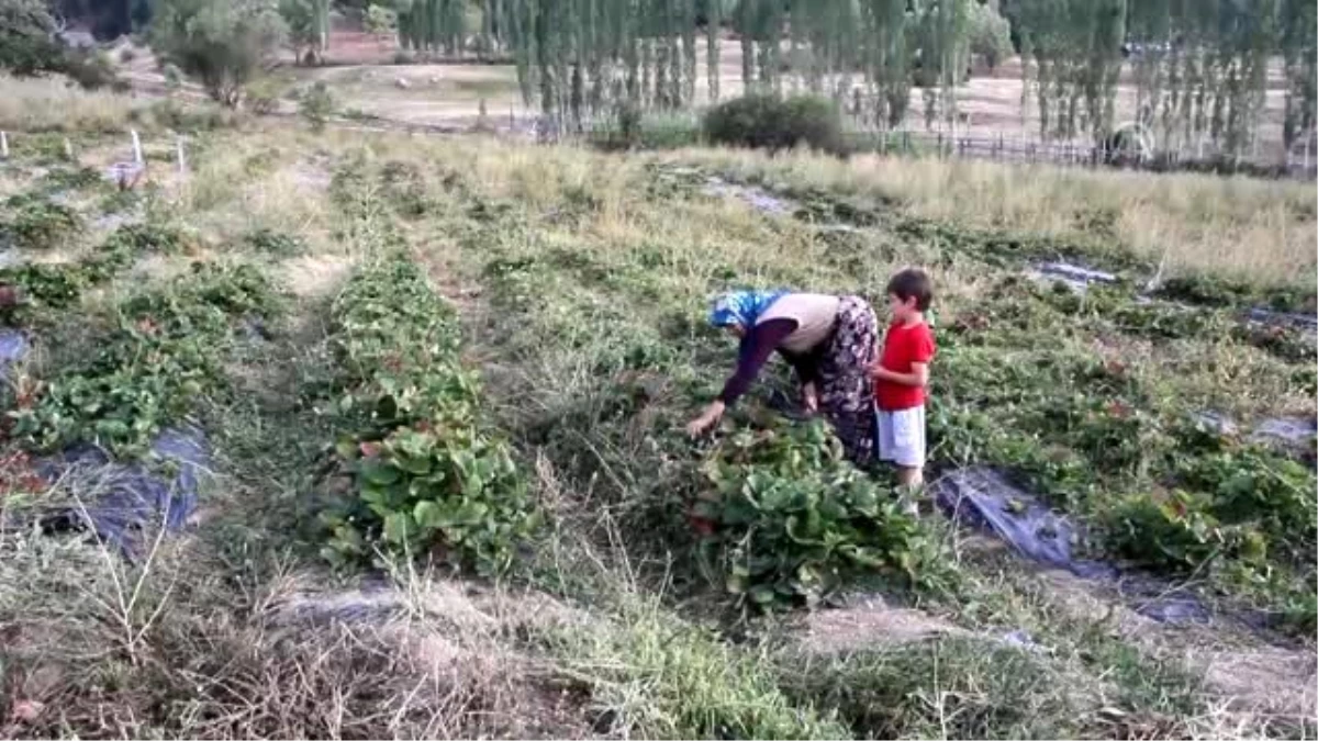 Devlet desteğiyle 60 yaşında başladığı çilek üretiminde, yılda 150 bin lira kazanacak