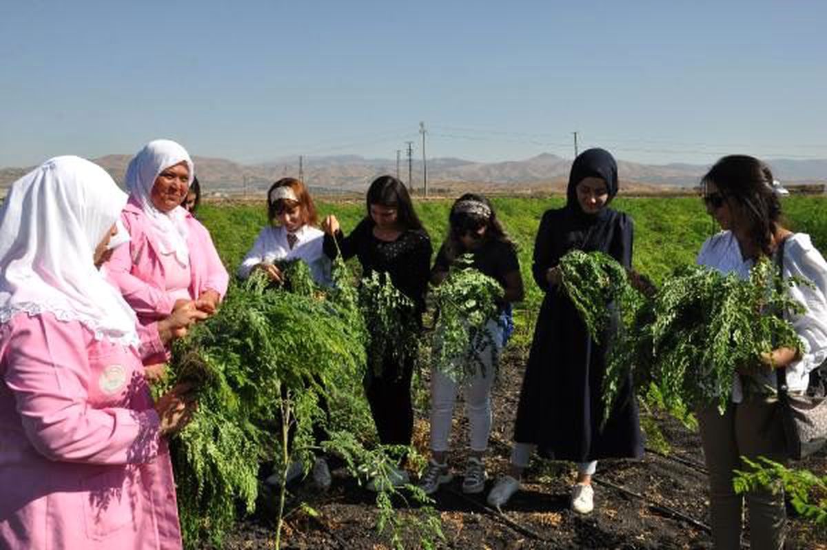 Gaziantep\'te yetiştirilen \'moringa\' her derde deva