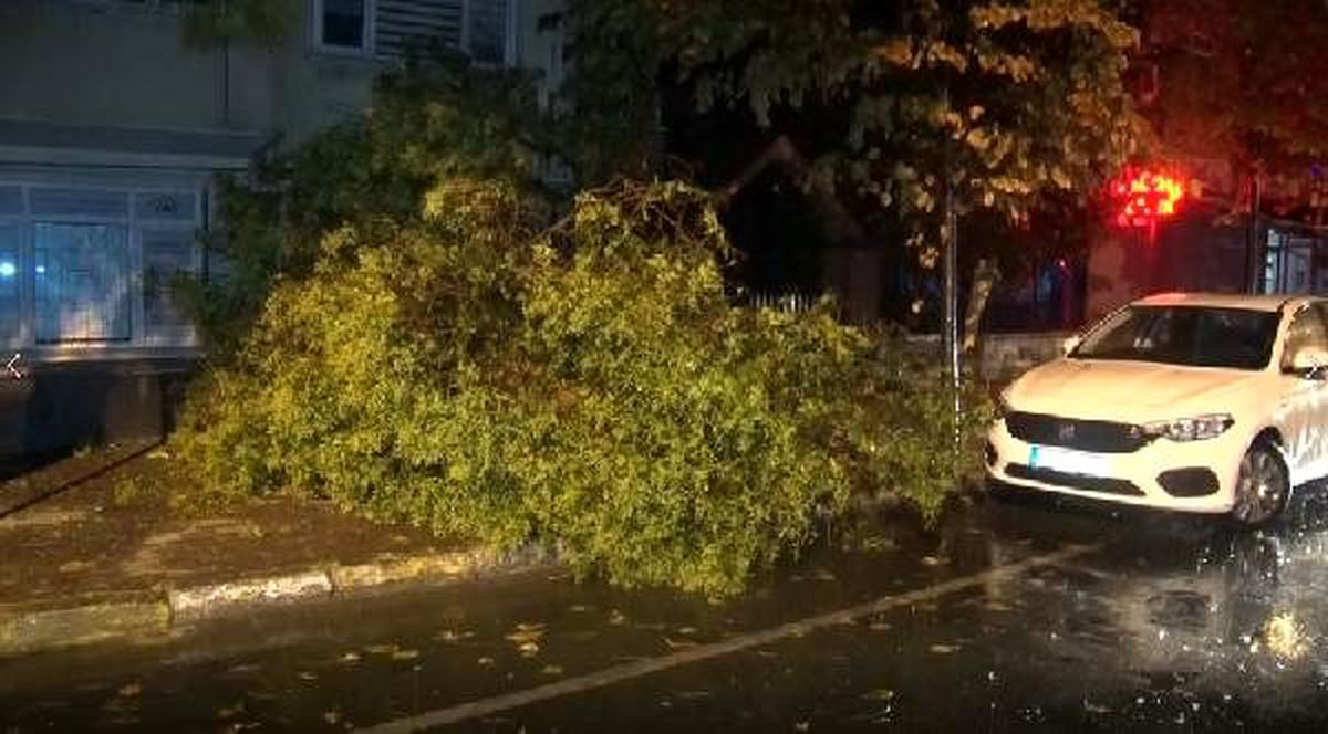 Şiddetli rüzgâr kartal, bakırköy ve fatih\'te ağaçları devirdi