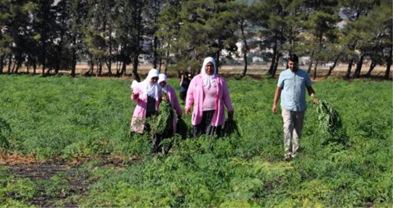 Türkiye\'de sadece Nurdağı\'nda yetiştirilen moringa, 300\'den fazla hastalığa iyi geliyor