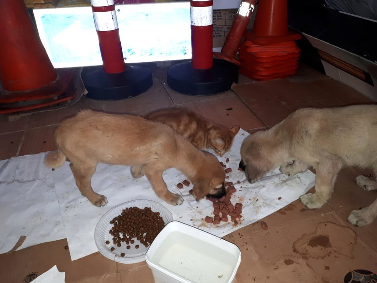 Yaralı kedi ve üzerlerinden araç geçen iki yavru köpek, tedavi için İstanbul\'a gönderildi