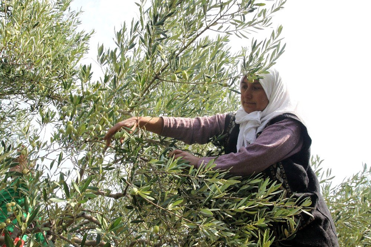 Zeytin ve zeytinyağı ihracatçıları kendileri ve üreticilere verilen desteklerin arttırılmasını...