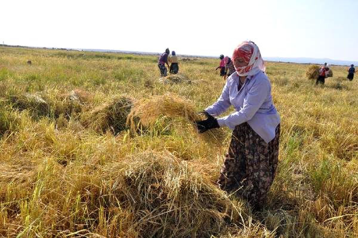 Derikli üretici, karacadağ pirincinin tanıtılmasını istiyor