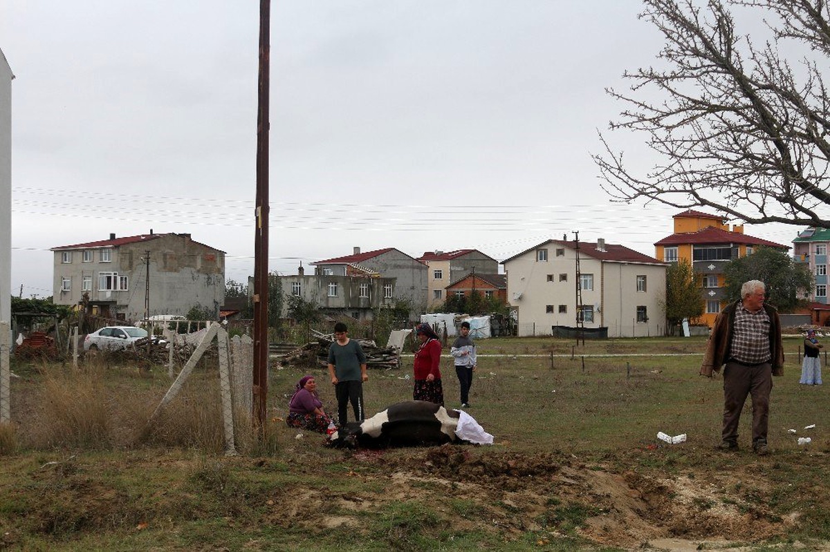 Elektrik kaçağı hayvanları telef etti