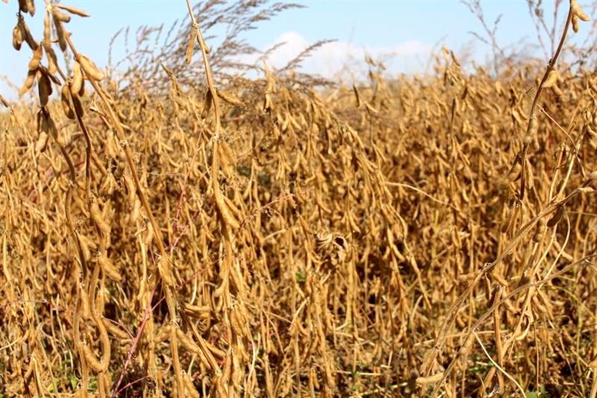 Iğdır\'da soya hasadı başladı