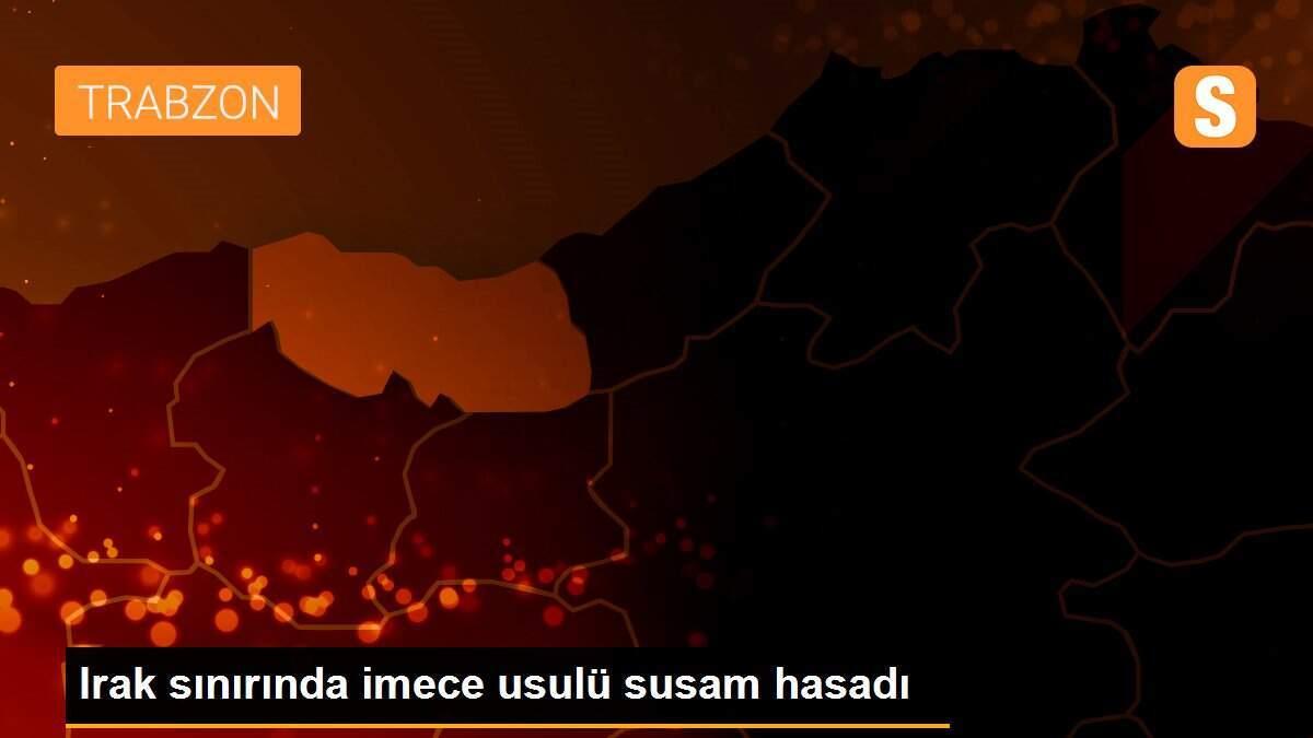 Irak sınırında imece usulü susam hasadı