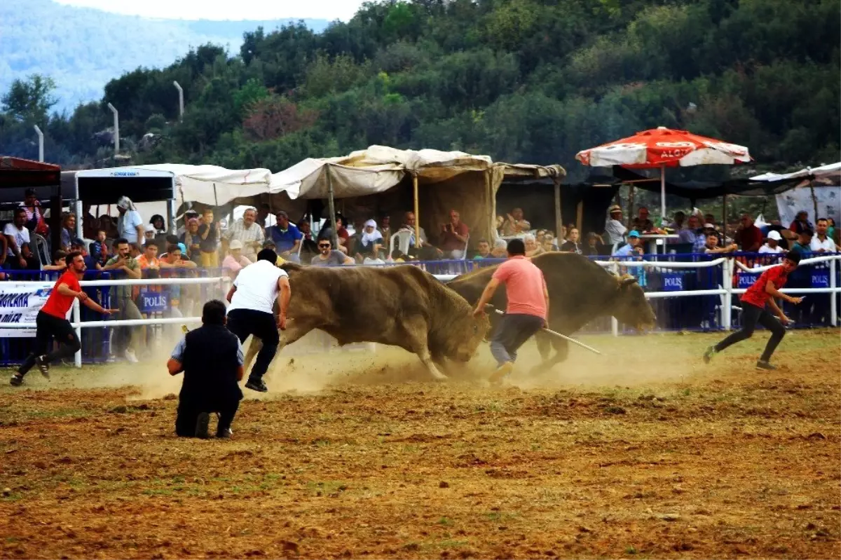 Kafaca arenasında kıran kırana güreş