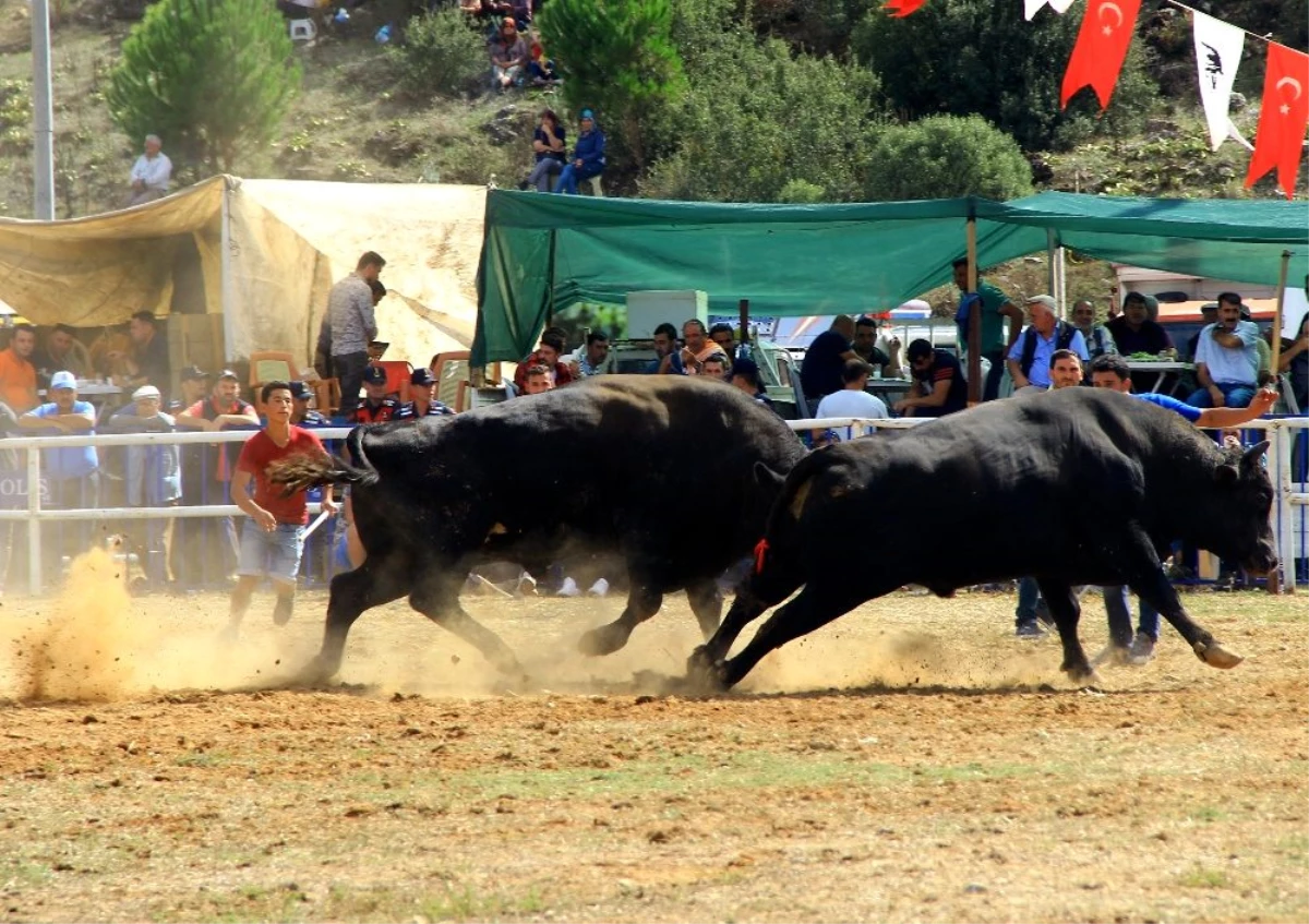 Kafaca arenasında kıran kırana güreş