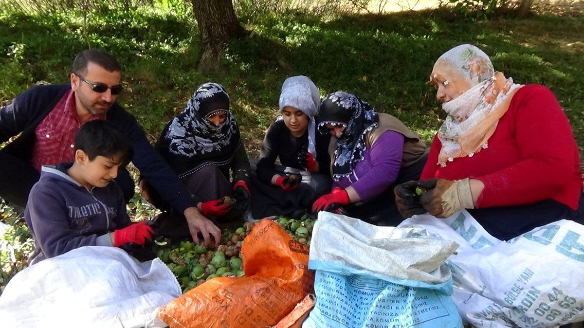 Muş\'ta ceviz hasadına başlandı