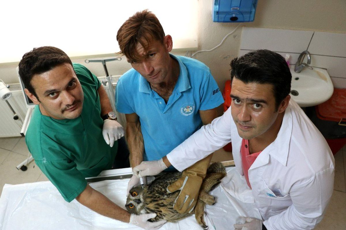 (Özel) Yaralı baykuş için seferber oldular