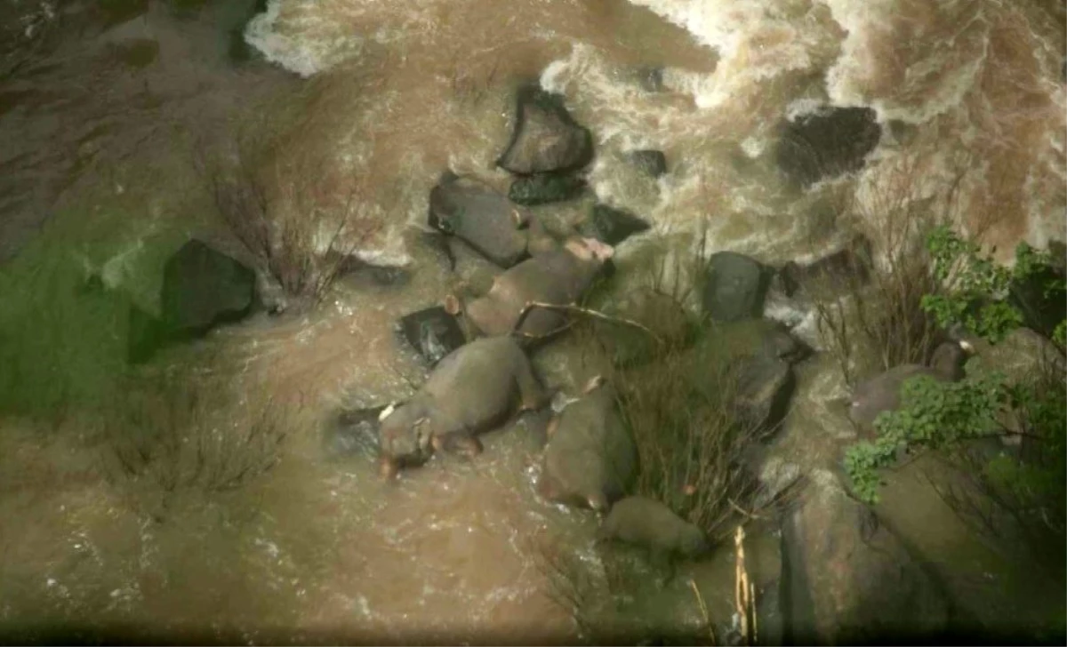 Taylan\'da milli parkta 6 fil boğuldu