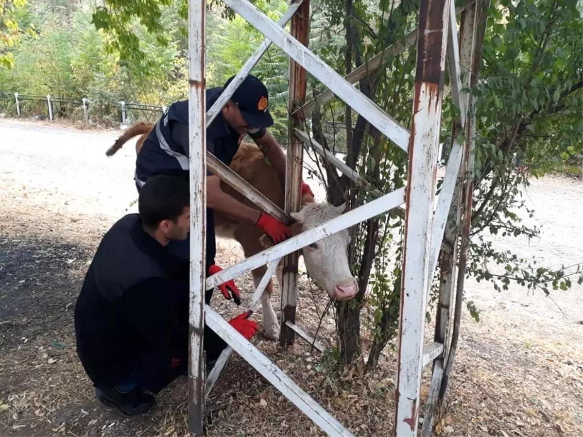 Ağaç ile direk arasına sıkışan inek kurtarıldı