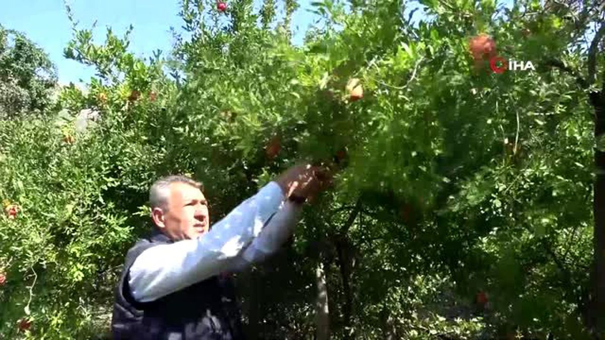 Bitlis\'te nar hasadı