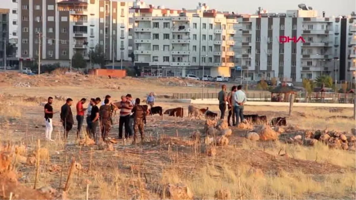 Bulduğu cisim elinde patlayan çoban ağır yaralandı