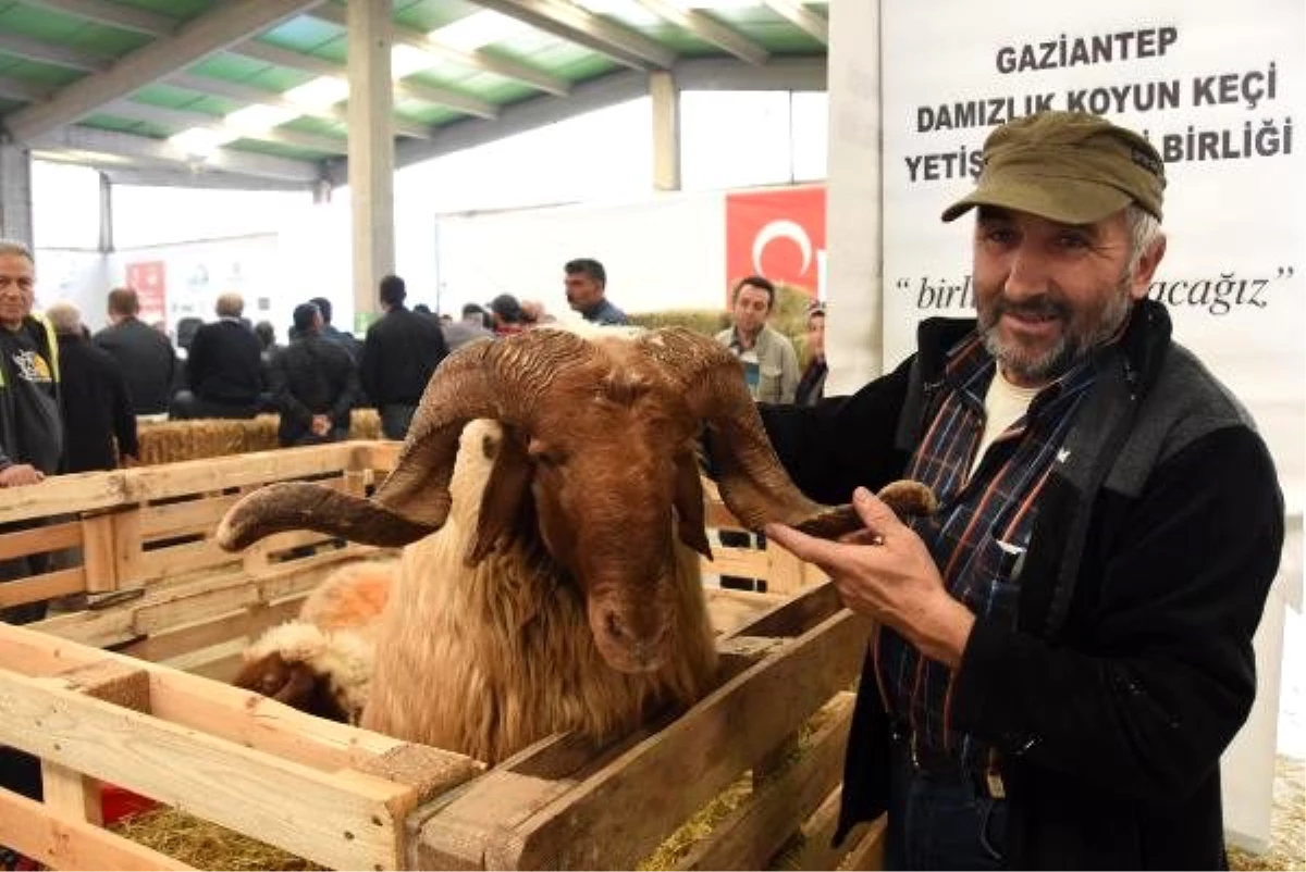 Eskişehir\'de çoban festivali