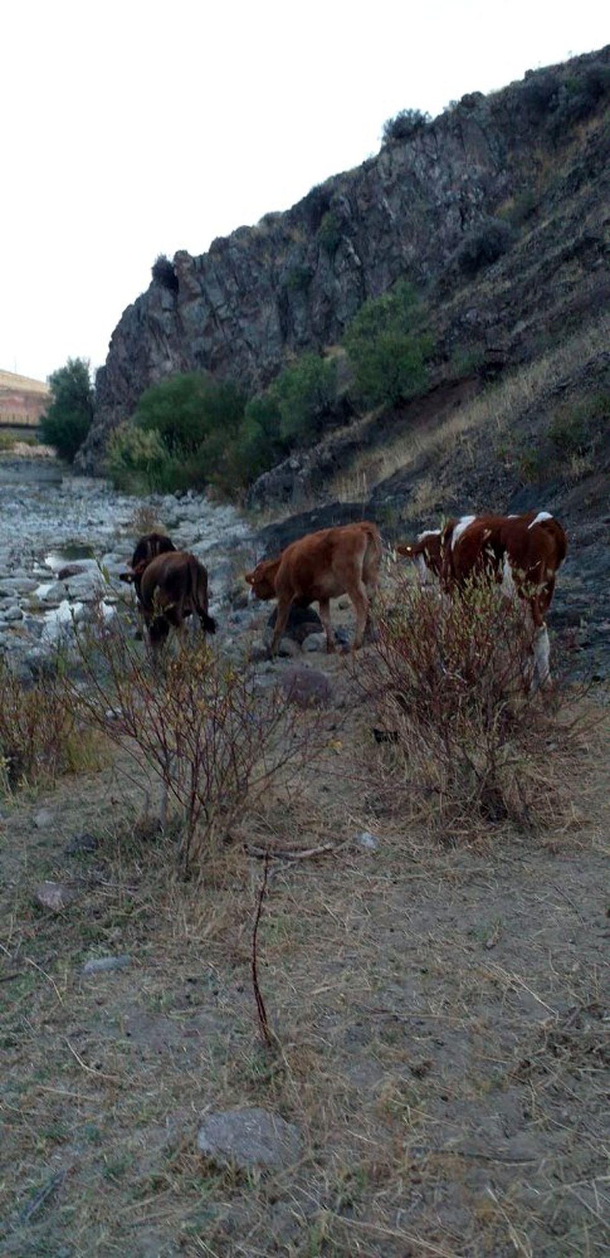 Kaybolan inekleri Jandarma buldu