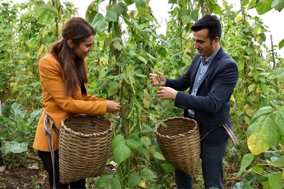 Kaymakam çift çoban fasulyesi hasadını başlattı