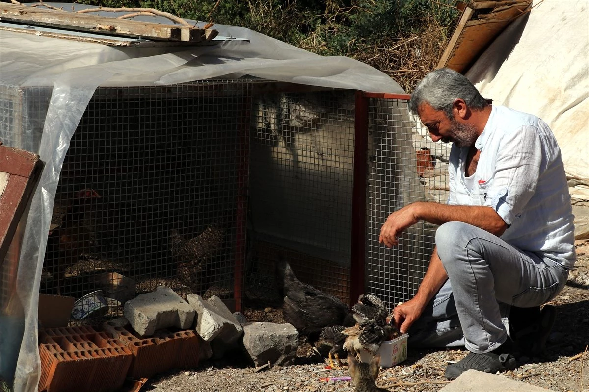 Kesilmekten kurtardığı horozla "dost" oldu