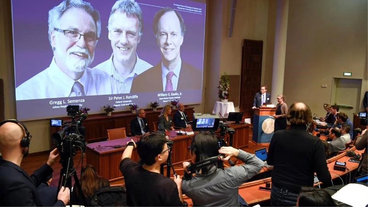 Nobel Tıp Ödülü William Kaelin, Sir Peter Ratcliffe ve Gregg Semenza\'ya verildi