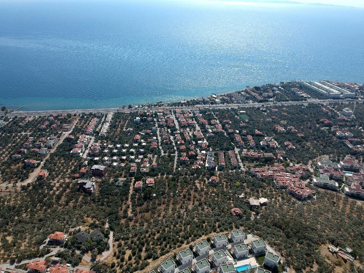 Sahildeki 2,5 milyon zeytinin kesilmesine tepkiler büyüyor